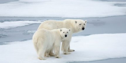 Polar bears are the star attraction during an Arctic cruise
